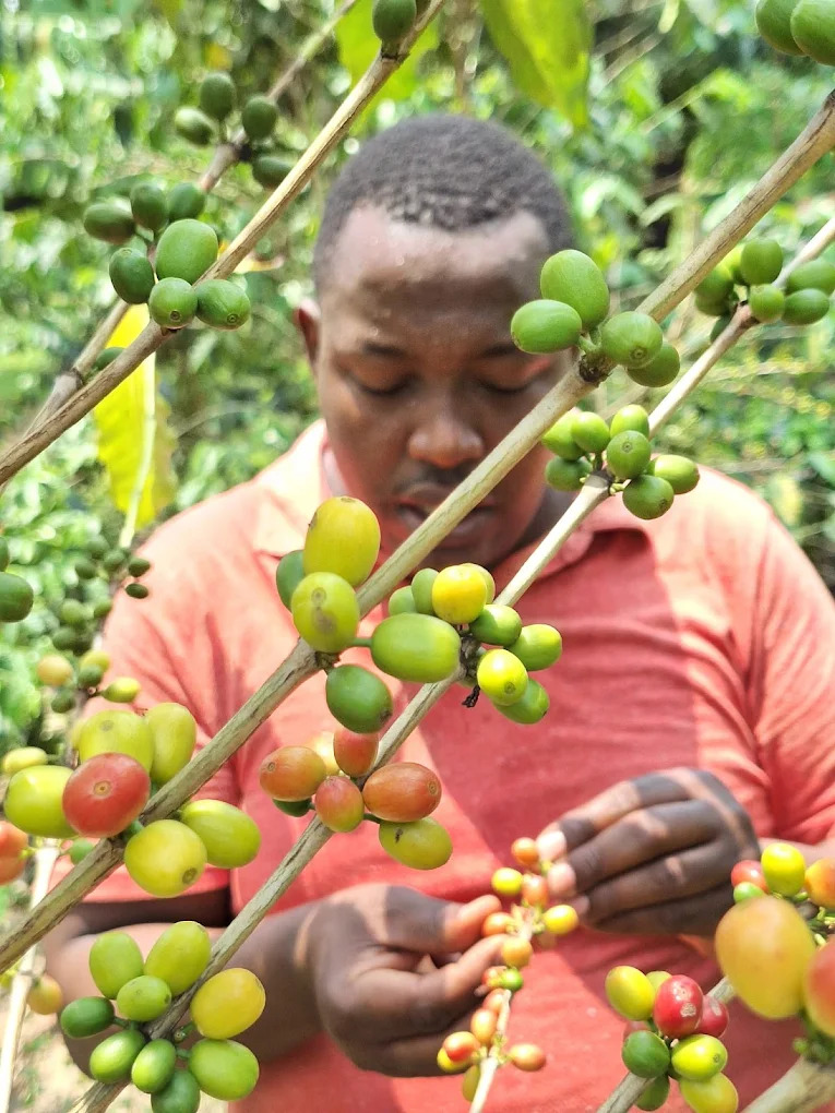 Farmer picking coffee cherries in Bwindi