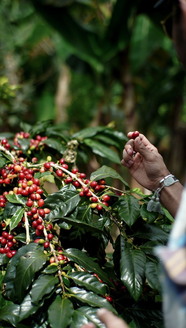 Coffee forest background